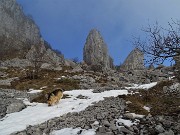 CORNAGERA e POIETO innevati ad anello da Aviatico (21febb21) - FOTOGALLERY